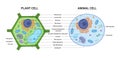 Vector illustration of the Plant and Animal cell anatomy structure. Educational infographic Royalty Free Stock Photo